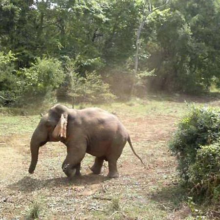 Safari Horizon Udawalawe Panzió Kültér fotó