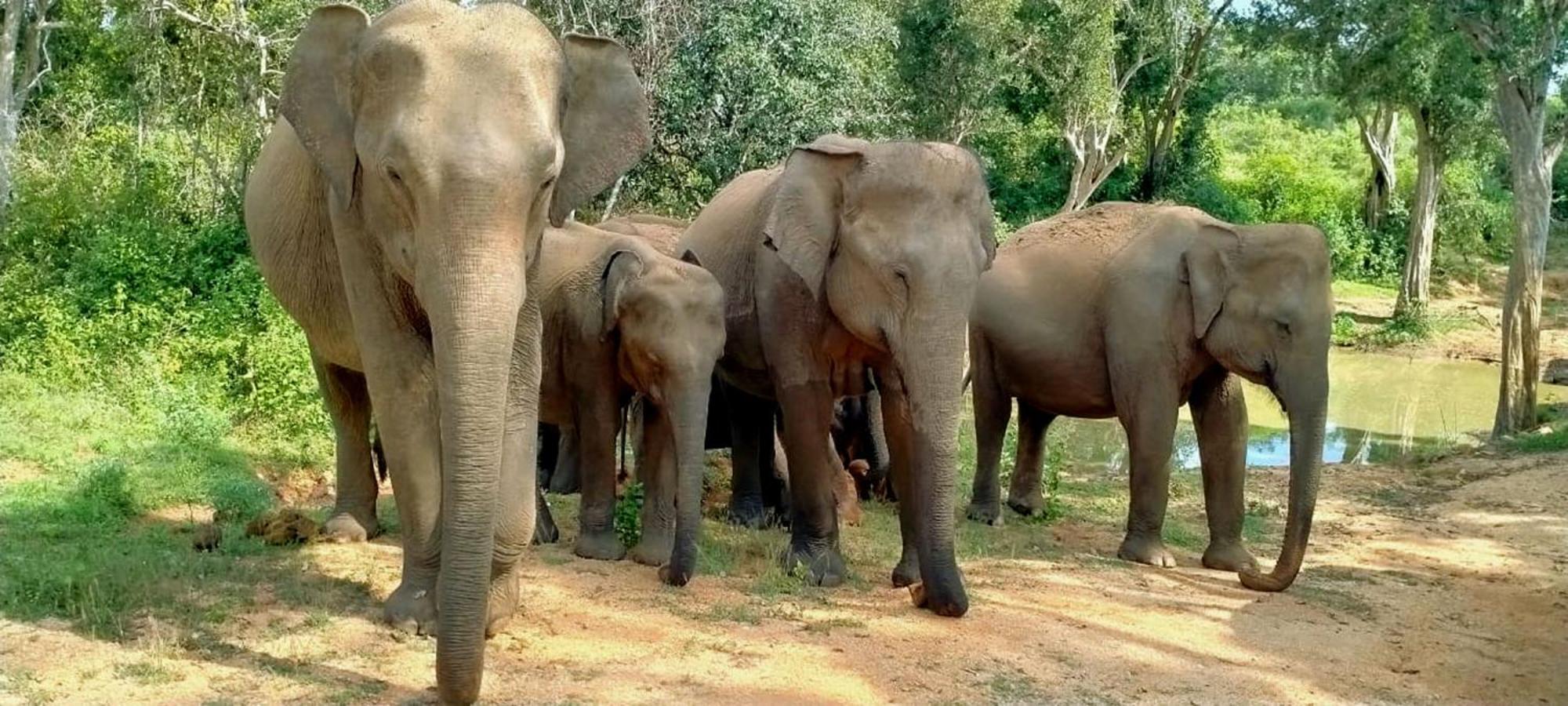 Safari Horizon Udawalawe Panzió Kültér fotó