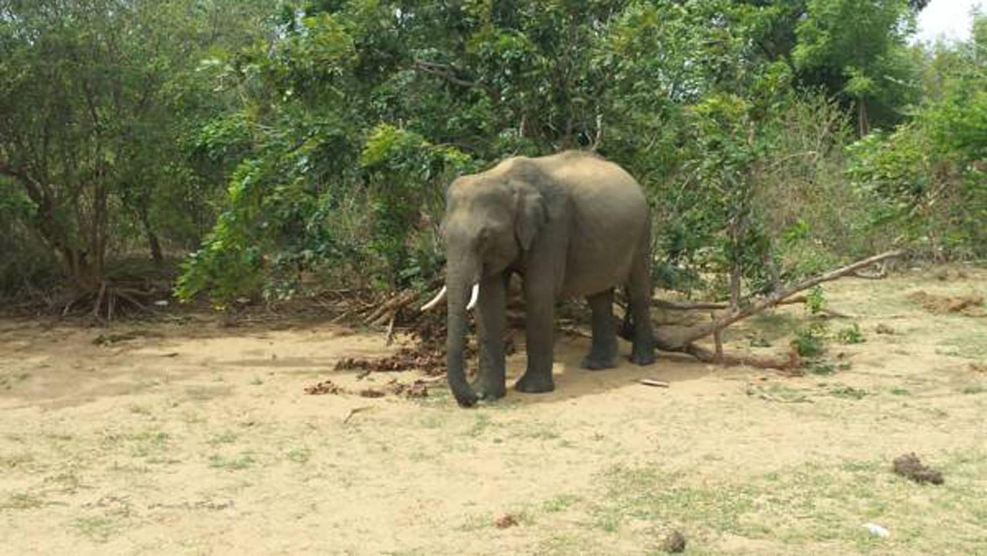 Safari Horizon Udawalawe Panzió Kültér fotó