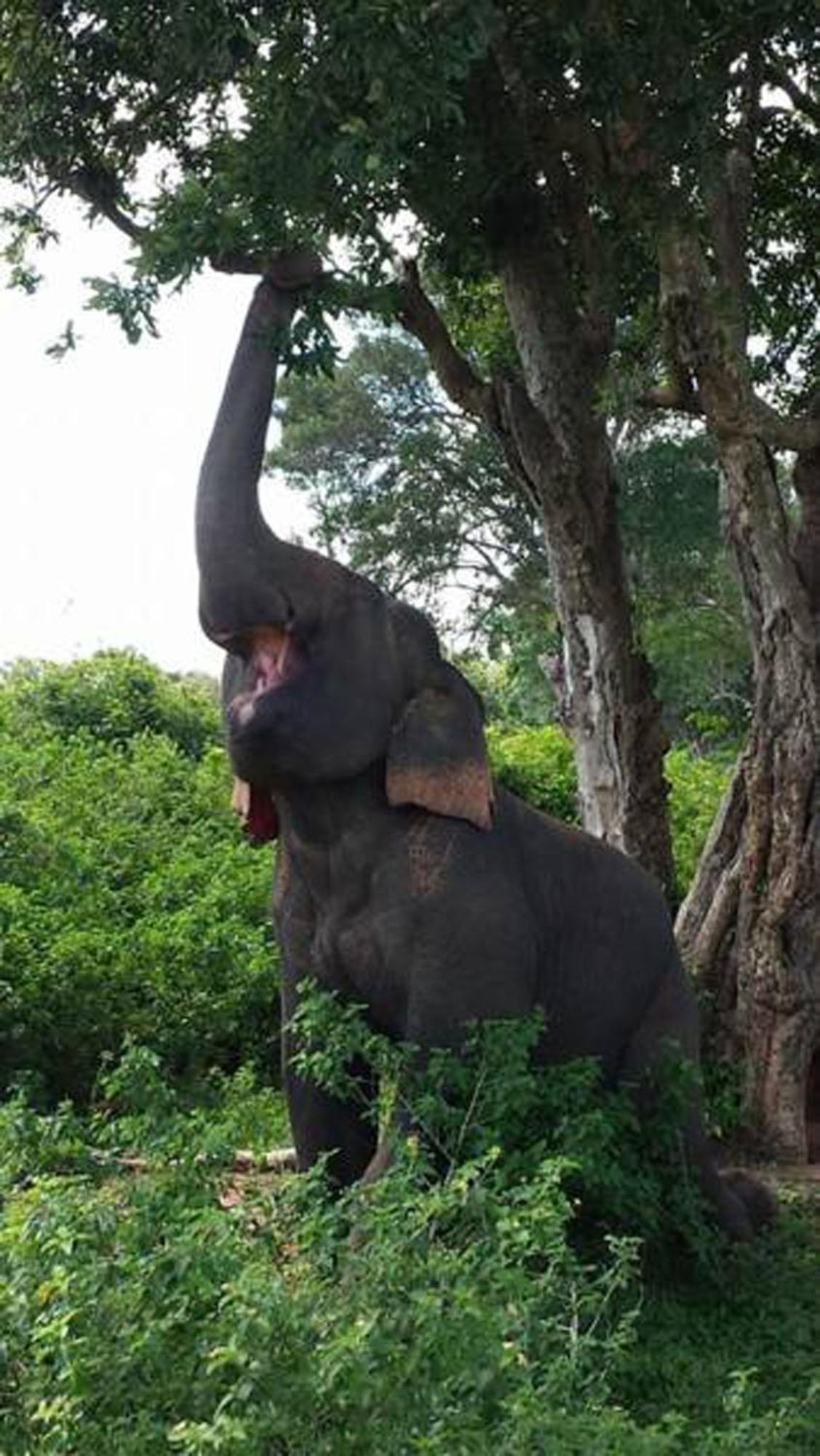 Safari Horizon Udawalawe Panzió Kültér fotó