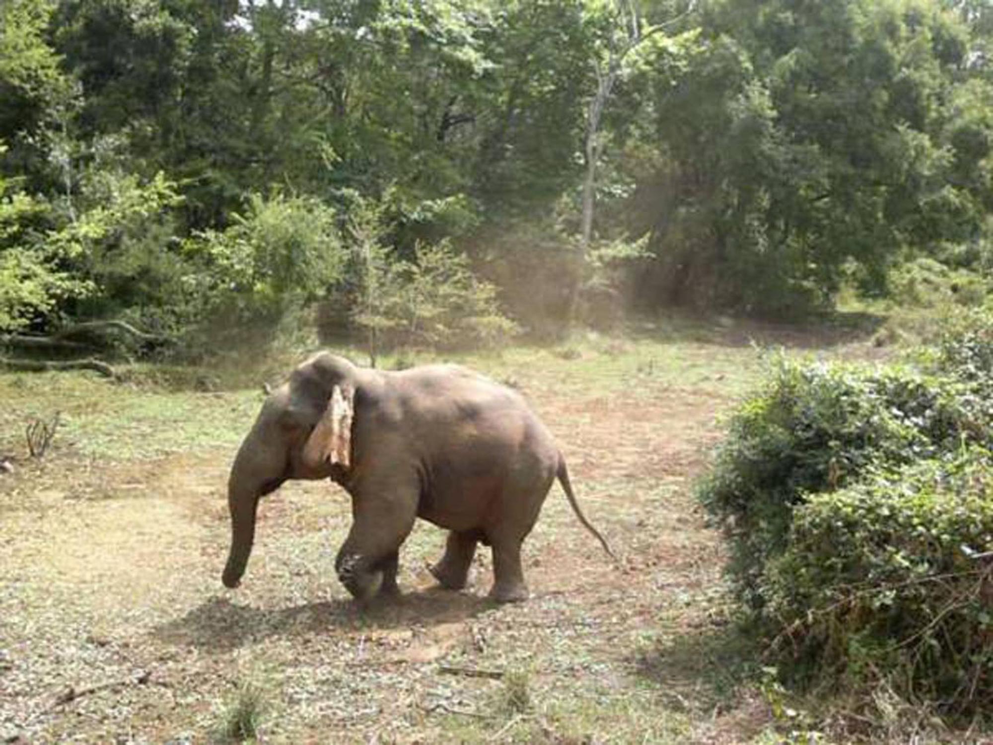 Safari Horizon Udawalawe Panzió Kültér fotó